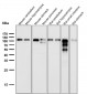 Anti-ACE2 Rabbit Monoclonal Antibody